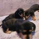 Dachshund Puppies for sale in Jewett, TX 75846, USA. price: $1,000
