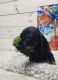 Dachshund Puppies for sale in South Township, MO, USA. price: $1,000