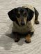 Dachshund Puppies for sale in Memphis, TN, USA. price: NA