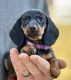 Dachshund Puppies for sale in Carson City, MI 48811, USA. price: $3,200