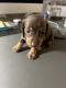 Dachshund Puppies for sale in Telford, TN 37690, USA. price: NA