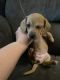 Dachshund Puppies for sale in Salem, MO 65560, USA. price: $500