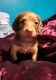 Dachshund Puppies for sale in Nebraska St, David City, NE 68632, USA. price: $875