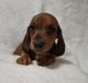 Dachshund Puppies for sale in Kuna, ID, USA. price: $1,100