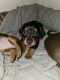 Dachshund Puppies for sale in Phoenix, AZ, USA. price: $550