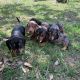Dachshund Puppies for sale in Kent, WA 98032, USA. price: $600