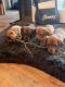 Dachshund Puppies for sale in Templeton, CA, USA. price: $2,500