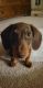 Dachshund Puppies for sale in O'Fallon, MO 63376, USA. price: NA