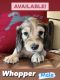 Dachshund Puppies for sale in Loveland, CO, USA. price: $2,000