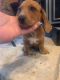 Dachshund Puppies for sale in Playa Del Rey, CA 90291, USA. price: NA