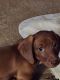 Dachshund Puppies for sale in Ferris, TX 75125, USA. price: NA