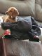 Dachshund Puppies for sale in Ferris, TX 75125, USA. price: NA