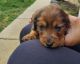 Dachshund Puppies for sale in Locust Grove, VA 22508, USA. price: $1,400