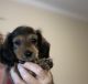 Dachshund Puppies for sale in Middleburg, FL 32068, USA. price: $1,000