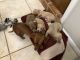 Dachshund Puppies for sale in Indialantic, FL 32903, USA. price: $1,800