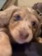 Dachshund Puppies for sale in Frankfort, IN 46041, USA. price: $2,500