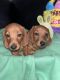 Dachshund Puppies for sale in Watkins Glen, NY 14891, USA. price: $1,800