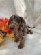 Dachshund Puppies for sale in Miami, FL, USA. price: NA