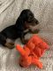 Dachshund Puppies for sale in Gainesville, TX 76240, USA. price: $85,000