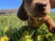 Dachshund Puppies for sale in Smithton, PA, USA. price: $1,000