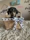 Dachshund Puppies for sale in Virginia Beach, VA, USA. price: $1,800