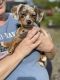 Dachshund Puppies for sale in North Wilkesboro, NC, USA. price: NA