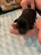 Dachshund Puppies for sale in Clarksville, TN, USA. price: $1,000