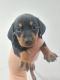 Dachshund Puppies for sale in El Mirage, AZ 85335, USA. price: NA