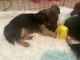 Dachshund Puppies for sale in Philadelphia, PA, USA. price: $500