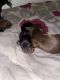 Dachshund Puppies for sale in Cleveland, OH, USA. price: NA