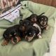 Dachshund Puppies for sale in Provo, UT, USA. price: NA
