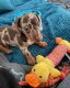 Dachshund Puppies for sale in Orlando, FL, USA. price: $700