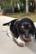 Dachshund Puppies for sale in Leoma, TN 38468, USA. price: $1,500