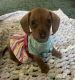 Dachshund Puppies for sale in Richlands, NC 28574, USA. price: $600