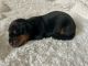 Dachshund Puppies for sale in San Diego County, CA, USA. price: $1,500