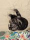 Dachshund Puppies for sale in Longwood, FL 32750, USA. price: NA