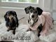 Dachshund Puppies for sale in Winlock, WA 98596, USA. price: $1,500