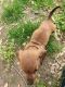 Dachshund Puppies for sale in Kansas City, MO, USA. price: $500