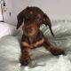 Dachshund Puppies for sale in Nevada City, CA 95959, USA. price: NA