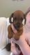 Dachshund Puppies for sale in Spring, TX 77373, USA. price: $800