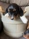 Dachshund Puppies for sale in Decatur, IN 46733, USA. price: $800