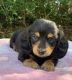 Dachshund Puppies for sale in Marianna, FL, USA. price: $1,500