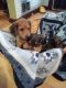 Dachshund Puppies for sale in Indianapolis, IN, USA. price: $80,000