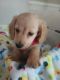 Dachshund Puppies for sale in Colbert, GA 30628, USA. price: NA