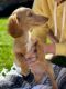 Dachshund Puppies for sale in Woodstock, GA, USA. price: NA