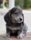Dachshund Puppies for sale in Fayetteville, NC, USA. price: NA