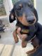 Dachshund Puppies for sale in Lincoln Acres, CA 91950, USA. price: $250
