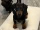 Dachshund Puppies for sale in Hattiesburg, MS, USA. price: $500