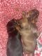 Dachshund Puppies for sale in Shelbyville, KY 40065, USA. price: NA