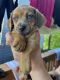Dachshund Puppies for sale in Portland, OR, USA. price: $400